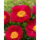 Piwonia, Paeonia - Scarlet O'Hara - sadzonka