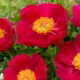 Piwonia, Paeonia - Scarlet O'Hara - sadzonka