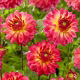 Dalia - Armateras - GIGA paczka! - 50 szt.
