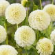 Dalia - Snowflake - GIGA paczka! - 50 szt.