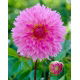 Dalia - Sakura Fubuki - GIGA paczka! - 50 szt.