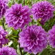 Dalia - Lilac Time - duża paczka! - 10 szt.