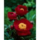Piwonia, Paeonia - Illini Warrior - sadzonka
