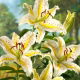 Lilia orientalna - Auratum