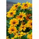 Rudbekia - Tiger Eye Gold - 1 szt.
