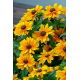 Rudbekia - Tiger Eye Gold - duża paczka! - 10 szt.