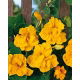 Nasturcja większa pełna Golden Gleam