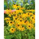 Rudbekia błyskotliwa