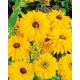 Rudbekia pełna - Golden Daisies