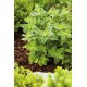 BIO Oregano, Lebiodka pospolita
