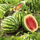 BIO Arbuz, kawon Crimson Sweet