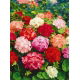 Pelargonia - mieszanka kolorów