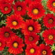 Gazania Red with ring