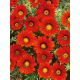Gazania Red with ring