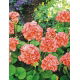 Pelargonia łososiowa