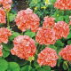 Pelargonia łososiowa