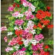 Pelargonia bluszczolistna - Speedy mixed - zwisająca