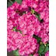 Pelargonia różowa