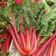 BIO Burak liściowy Rhubarb Chard