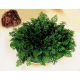 Róża jerychońska - Rose of Jericho - GIGA paczka! - 50 szt.