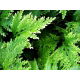 Róża jerychońska - Rose of Jericho - GIGA paczka! - 50 szt.