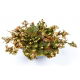 Róża jerychońska - Rose of Jericho - GIGA paczka! - 50 szt.