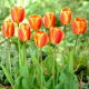 Tulipan Oxfords Elite - 5 szt.