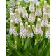 Szafirek White Spear - 5 szt.