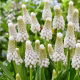 Szafirek White Spear - 5 szt.