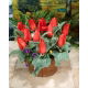 Tulipan Annie Salomons - 5 szt.