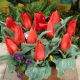 Tulipan Annie Salomons - 5 szt.