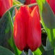 Tulipan Annie Salomons - 5 szt.