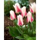 Tulipan Border Legend - 5 szt.