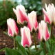 Tulipan Border Legend - 5 szt.