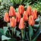Tulipan Calypso - 5 szt.