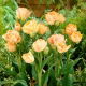 Tulipan Charming Lady - 5 szt.