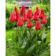 Tulipan Dirk - 5 szt.