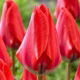 Tulipan Dirk - 5 szt.