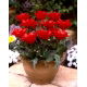 Tulipan Double Red Riding Hood - 5 szt.