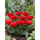 Tulipan Double Red Riding Hood - 5 szt.