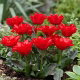 Tulipan Double Red Riding Hood - GIGA paczka! - 250 szt.