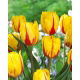 Tulipan Flamenco - 5 szt.