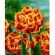 Tulipan Golddust - 5 szt.