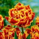 Tulipan Golddust - 5 szt.