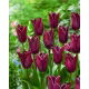Tulipan Indeland - 5 szt.