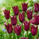 Tulipan Indeland - 5 szt.