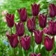 Tulipan Indeland - 5 szt.