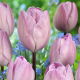 Tulipan Jacuzzi - 5 szt.