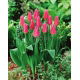 Tulipan Lilyrosa - 5 szt.