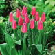Tulipan Lilyrosa - 5 szt.